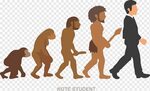 Bagan evolusi, Neandertal Homo sapiens Buku Evolusi Makhluk 